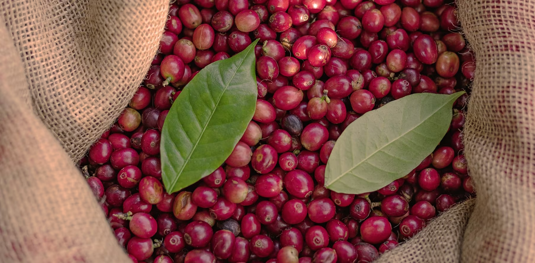 Wild Coffee - Café de Especialidad